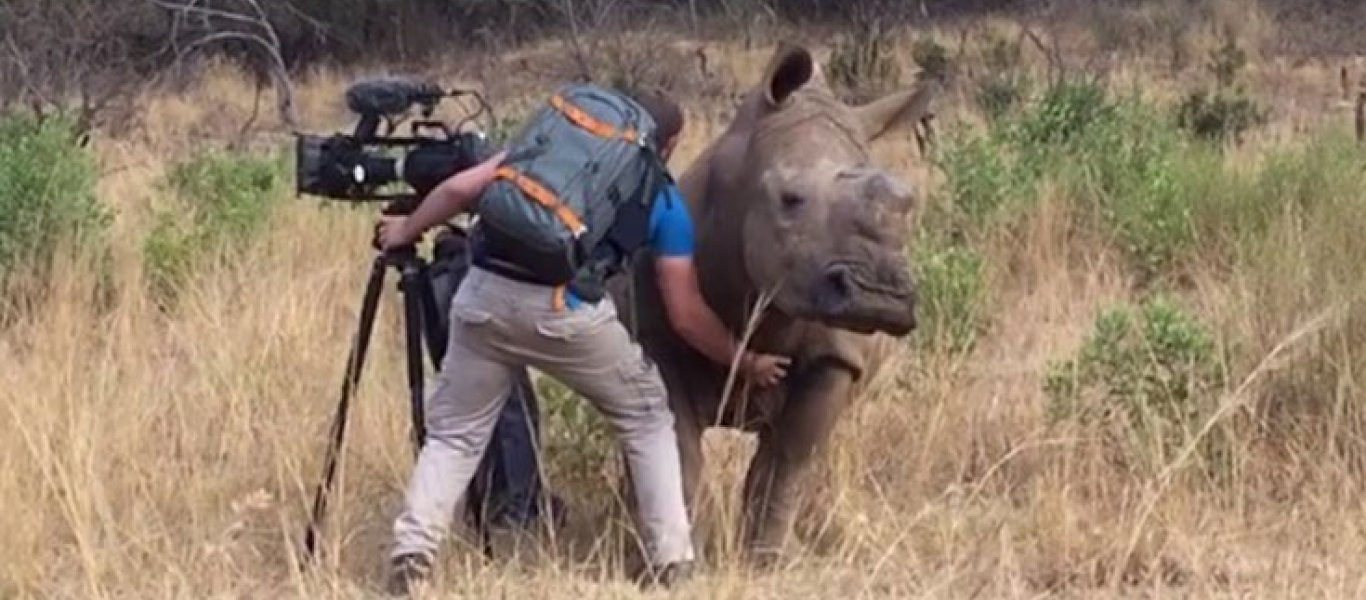 Όταν ένας μεγάλος άγριος ρινόκερος ζητάει χάδια (βίντεο)